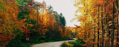 Cruise in to Fall!